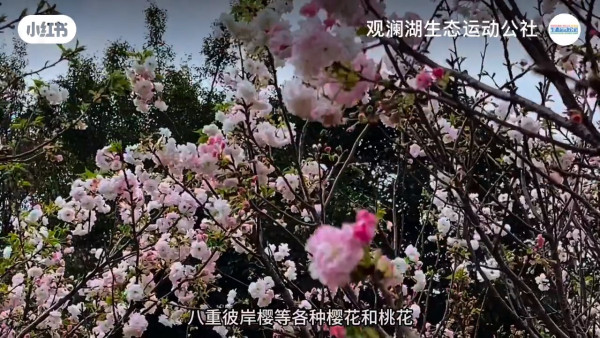 深圳櫻花｜深圳觀瀾湖櫻花節2024開鑼！1200棵櫻花樹下打卡/夢幻桃花+金魚草花海 