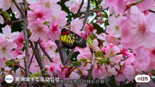 深圳櫻花｜深圳觀瀾湖櫻花節2024開鑼！1200棵櫻花樹下打卡/夢幻桃花+金魚草花海 