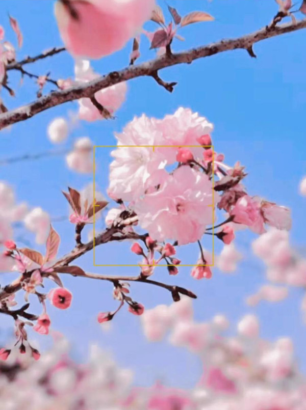 【深圳櫻花賞櫻攻略】免費櫻花海6秘境附交通地鐵到！鹽田登山花徑、坪山萬株櫻花谷 