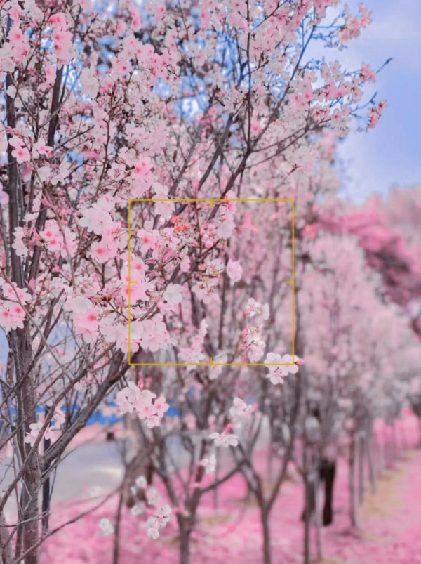 深圳櫻花｜深圳觀瀾湖櫻花節2024開鑼！1200棵櫻花樹下打卡/夢幻桃花+金魚草花海 