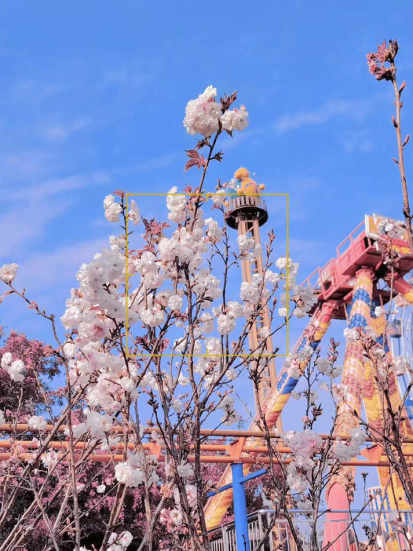 深圳櫻花｜深圳觀瀾湖櫻花節2024開鑼！1200棵櫻花樹下打卡/夢幻桃花+金魚草花海 