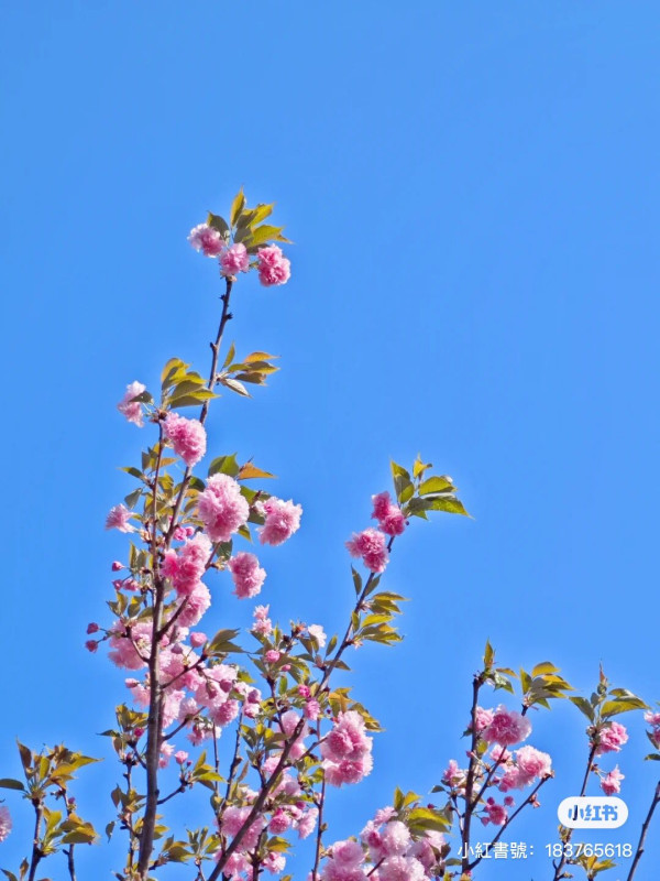 深圳櫻花｜深圳觀瀾湖櫻花節2024開鑼！1200棵櫻花樹下打卡/夢幻桃花+金魚草花海 