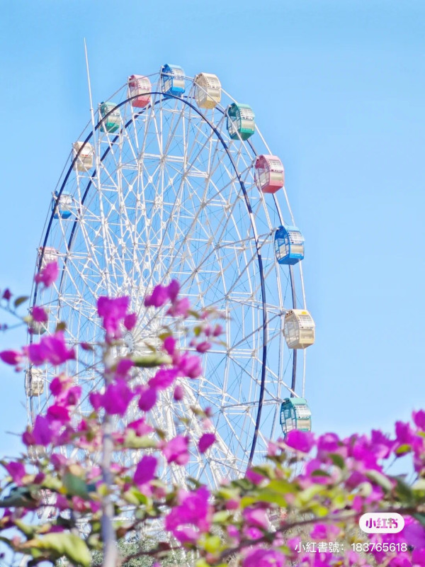 深圳櫻花｜深圳觀瀾湖櫻花節2024開鑼！1200棵櫻花樹下打卡/夢幻桃花+金魚草花海 