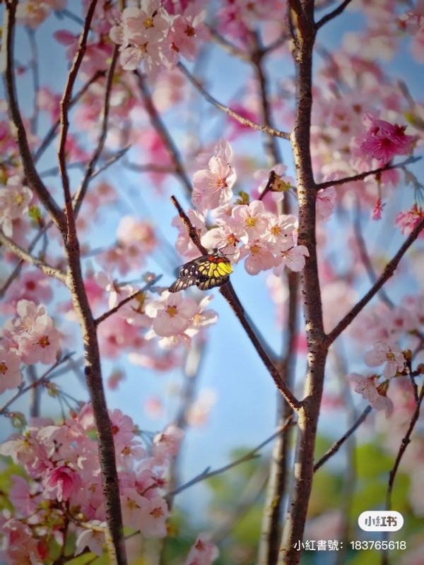 深圳櫻花｜深圳觀瀾湖櫻花節2024開鑼！1200棵櫻花樹下打卡/夢幻桃花+金魚草花海 