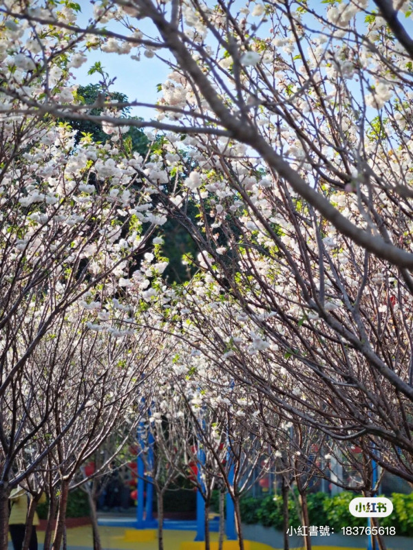 深圳櫻花｜深圳觀瀾湖櫻花節2024開鑼！1200棵櫻花樹下打卡/夢幻桃花+金魚草花海 