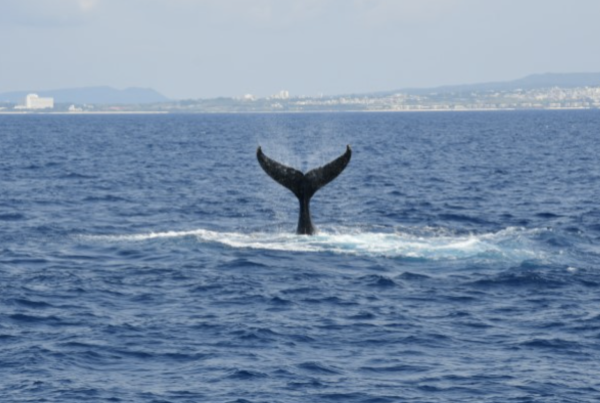 沖繩6間星野集團酒店推介｜八重絕美星空度假村、冬天可出海觀鯨！ 
