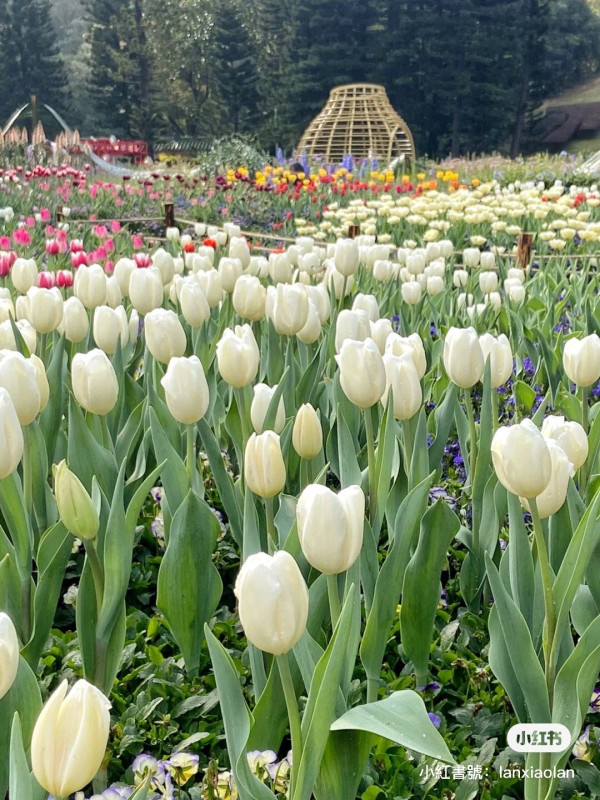 深圳仙湖植物園郊遊攻略 季節限定金黃落羽杉林打卡必去！兩時段免費入場 