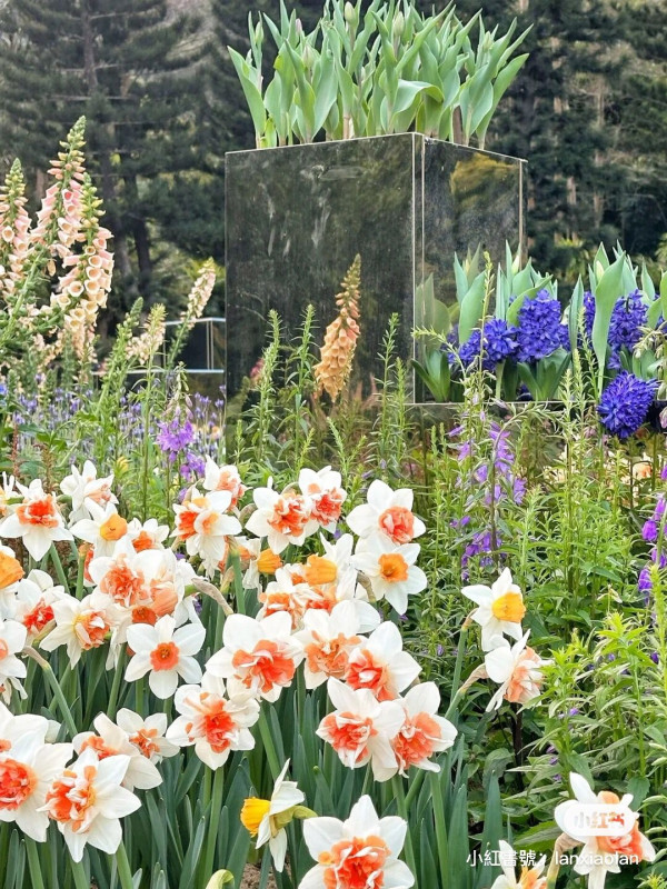 深圳仙湖植物園郊遊攻略 季節限定金黃落羽杉林打卡必去！兩時段免費入場 