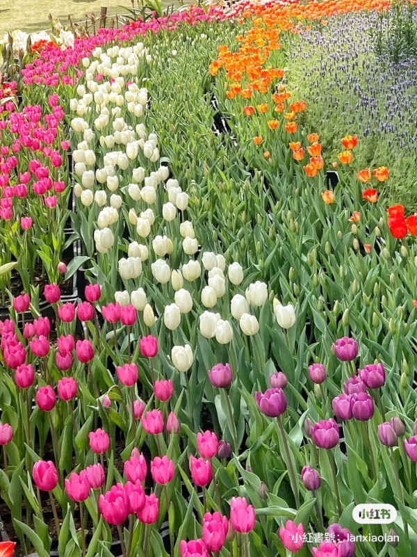 深圳仙湖植物園郊遊攻略 季節限定金黃落羽杉林打卡必去！兩時段免費入場 