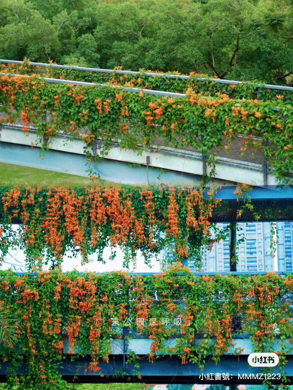 【深圳櫻花賞櫻攻略】免費櫻花海6秘境附交通地鐵到！鹽田登山花徑、坪山萬株櫻花谷 