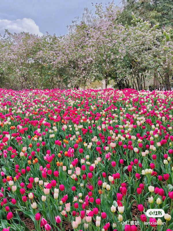 【深圳櫻花賞櫻攻略】免費櫻花海6秘境附交通地鐵到！鹽田登山花徑、坪山萬株櫻花谷 