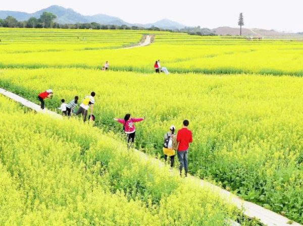 【深圳櫻花賞櫻攻略】免費櫻花海6秘境附交通地鐵到！鹽田登山花徑、坪山萬株櫻花谷 