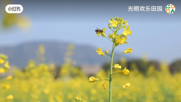 【深圳櫻花賞櫻攻略】免費櫻花海6秘境附交通地鐵到！鹽田登山花徑、坪山萬株櫻花谷 