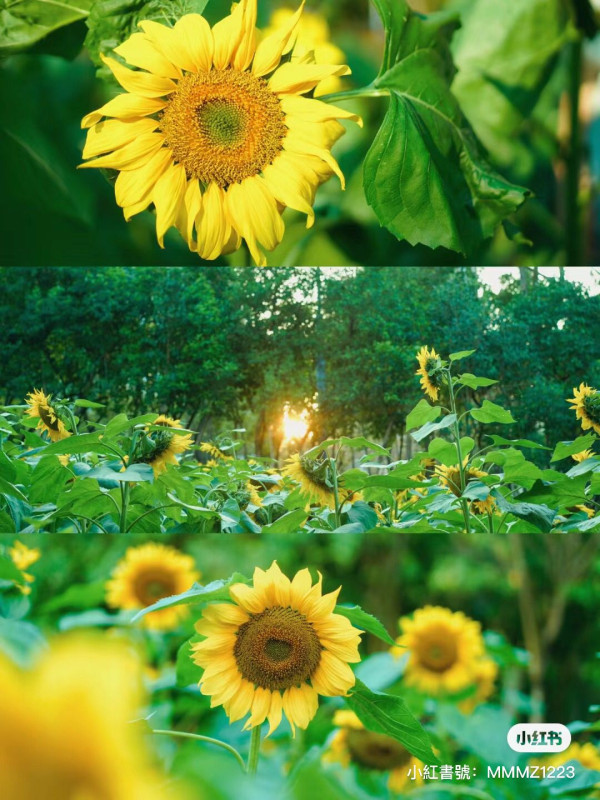 深圳賞花2024｜10大深圳賞花好去處  必睇油菜花海／荷蘭小鎮鬱金香／免費打卡位 