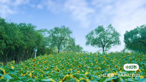 【深圳櫻花賞櫻攻略】免費櫻花海6秘境附交通地鐵到！鹽田登山花徑、坪山萬株櫻花谷 