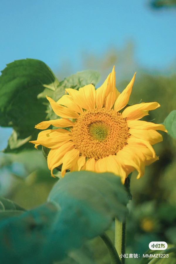 【深圳櫻花賞櫻攻略】免費櫻花海6秘境附交通地鐵到！鹽田登山花徑、坪山萬株櫻花谷 