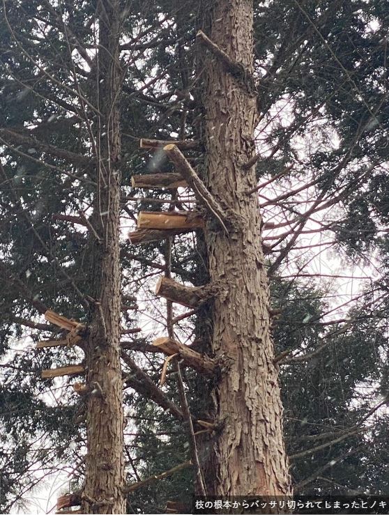 河口湖中資旅館老闆嫌看不到富士山 率員工私下狂砍樹兼落毒斬草除根 