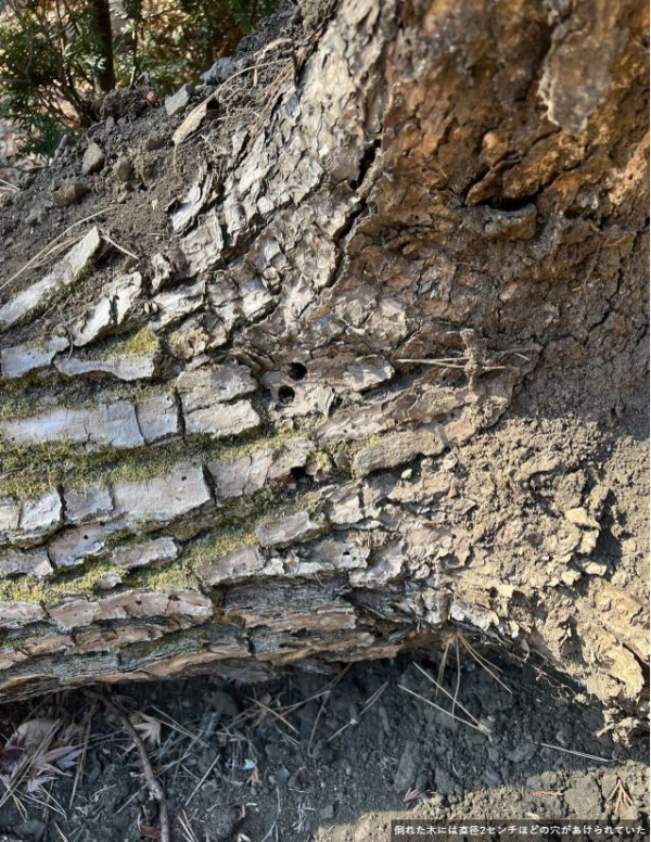 河口湖中資旅館老闆嫌看不到富士山 率員工私下狂砍樹兼落毒斬草除根 