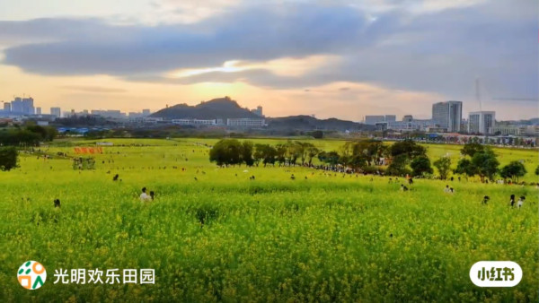 深圳賞花好去處｜光明歡樂田園40萬平方米油菜花海！免費入場附交通/觀鳥/露營/摘士多啤梨攻略 