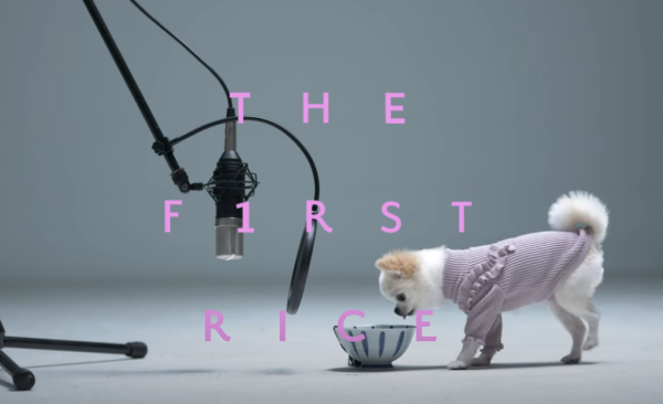 日本最新吃播頻道「THE F1RST RICE」狗狗吃飯吃到翹起來 ASMR超療癒
