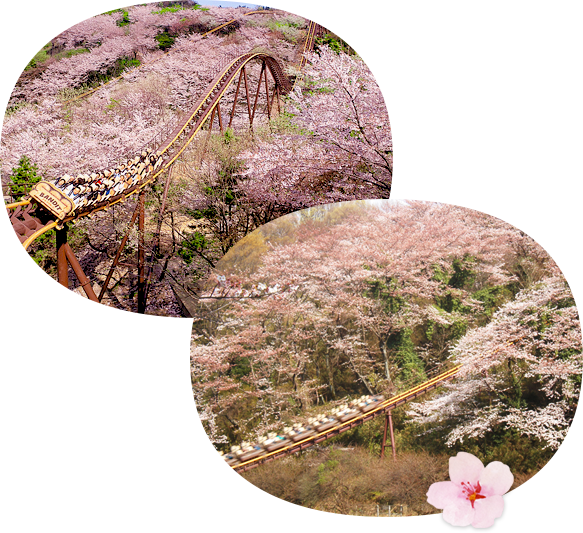 東京讀賣樂園舉辦夜櫻彩燈活動 180米長櫻花大道/期間限定燈光表演