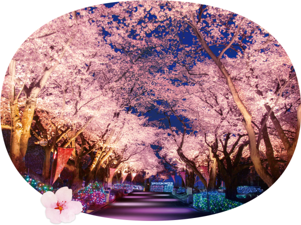 東京讀賣樂園舉辦夜櫻彩燈活動 180米長櫻花大道/期間限定燈光表演