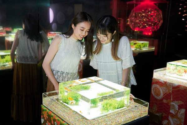 東京銀座藝術水族館推出春季企劃展 夢幻打卡位！結合櫻花+金魚元素 