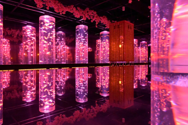 東京銀座藝術水族館推出春季企劃展 夢幻打卡位!結合櫻花+金魚元素