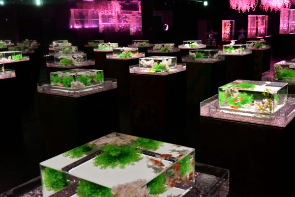 東京銀座藝術水族館推出春季企劃展 夢幻打卡位!結合櫻花+金魚元素
