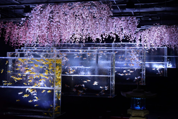 東京銀座藝術水族館推出春季企劃展 夢幻打卡位!結合櫻花+金魚元素
