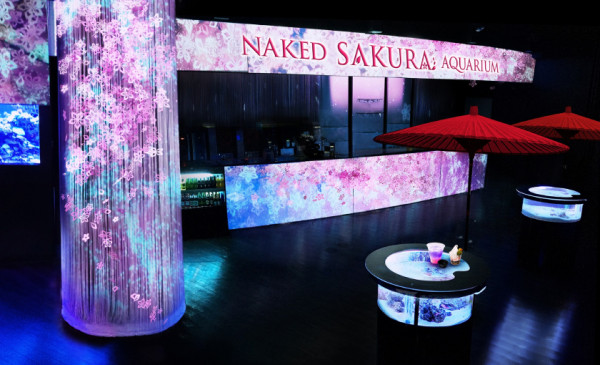 東京品川水族館2024櫻花限定活動！浪漫燈光海豚表演！ 