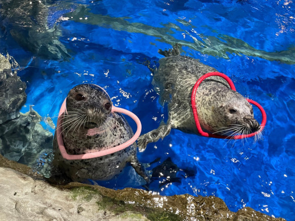 東京品川水族館2024櫻花限定活動！浪漫燈光海豚表演！ 