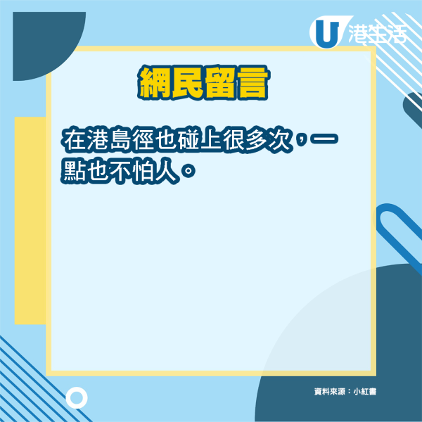 野豬現身鹹田灣沙灘搶帳篷 遊客細思極恐：夜晚打拉鋸戰