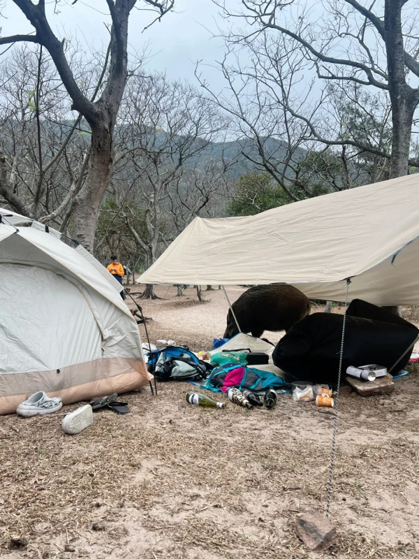 野豬現身鹹田灣沙灘搶帳篷 遊客細思極恐：夜晚打拉鋸戰