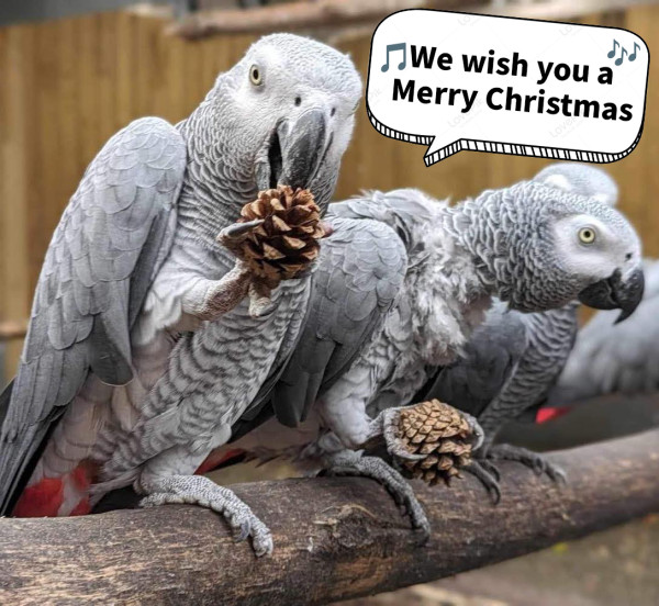 8爛口鸚鵡日日對遊客爆粗  園主狠心送入「勞改營」戒粗 