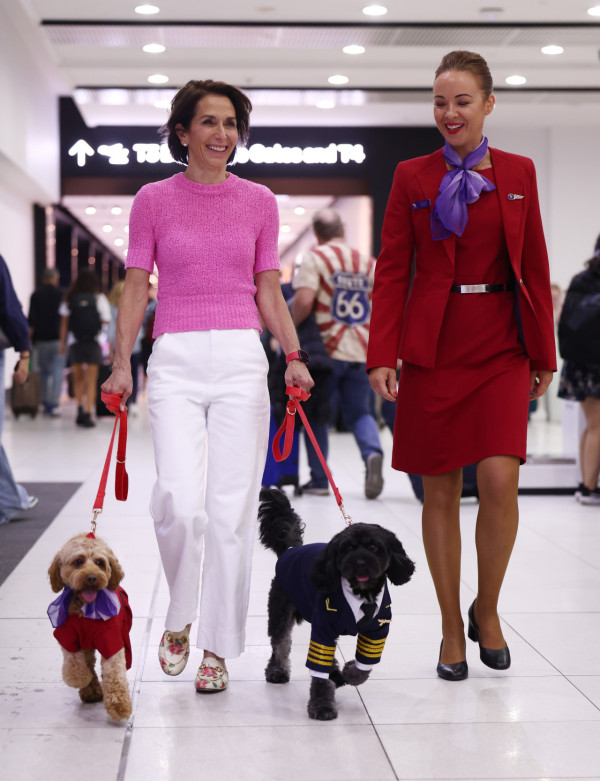 維珍航空宣佈允許攜帶貓狗坐飛機  國內線率先推出！ 