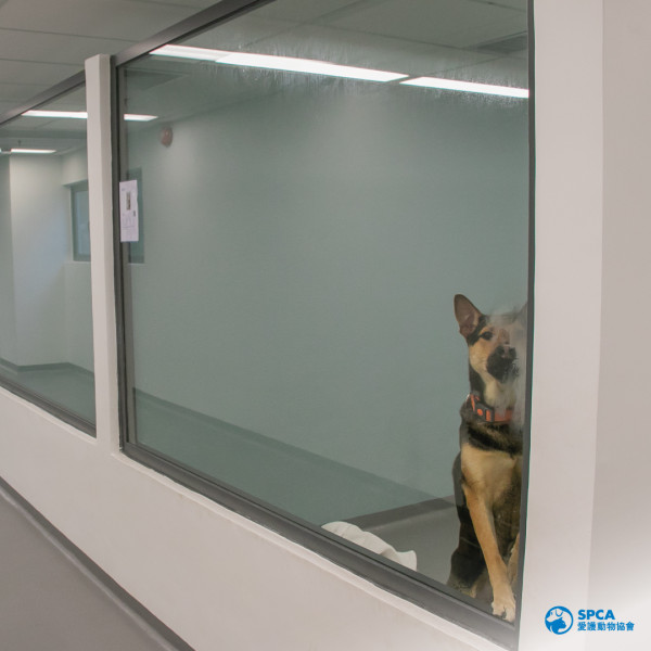 愛護動物協會青衣中心開幕 樓高5層提供領養/寄養/獸醫服務