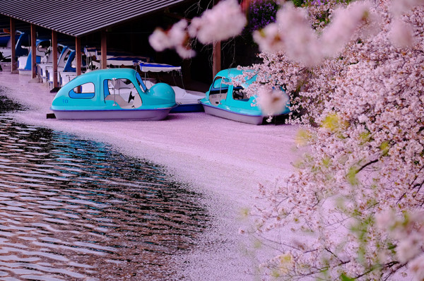 東京千代田櫻花祭3月尾舉辦 划船賞夜櫻+東京鐵塔極唯美！ 