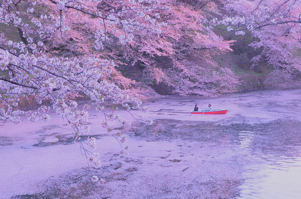 東京千代田櫻花祭3月尾舉辦 划船賞夜櫻+東京鐵塔極唯美！ 