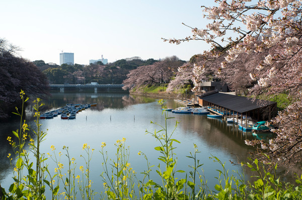 東京千代田櫻花祭3月尾舉辦 划船賞夜櫻+東京鐵塔極唯美！ 