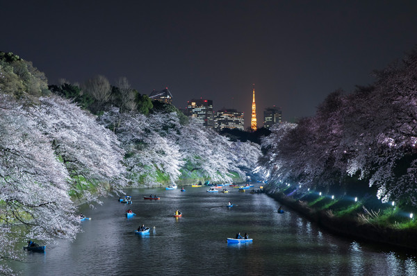 東京千代田櫻花祭3月尾舉辦 划船賞夜櫻+東京鐵塔極唯美！ 
