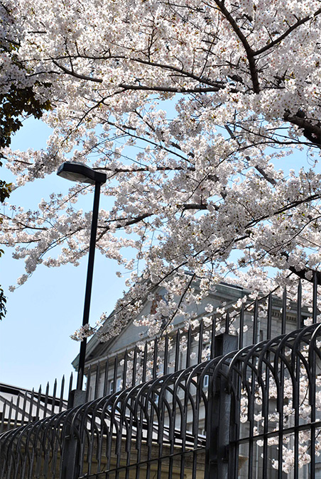 東京千代田櫻花祭3月尾舉辦 划船賞夜櫻+東京鐵塔極唯美！ 