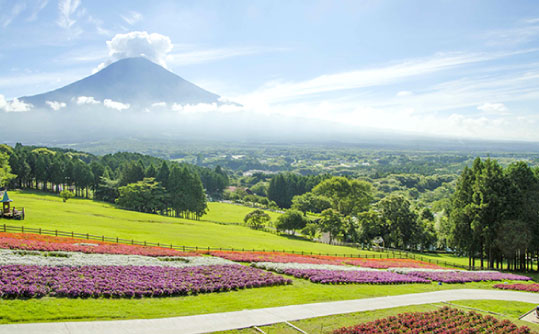 靜岡富士馬飼野牧場半日遊！壯觀富士山下盪鞦韆！ 