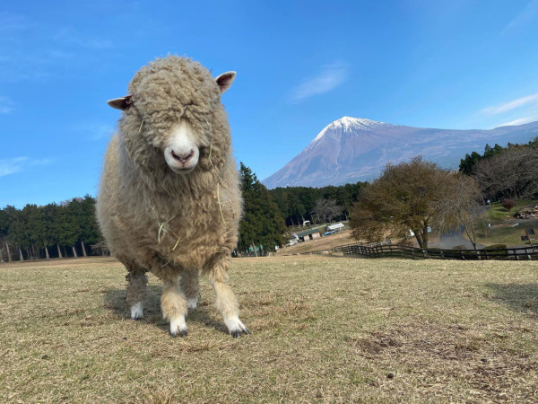 靜岡富士馬飼野牧場半日遊！壯觀富士山下盪鞦韆！ 