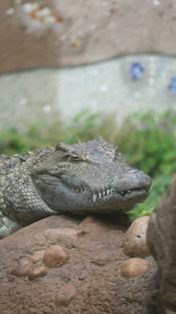 海洋公園八鄉鱷魚正式命名「百香果」全新園區鱷園即將開幕