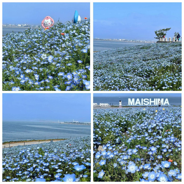 2024大阪粉蝶花祭期間限定一個月!4萬㎡夢幻粉藍花海!