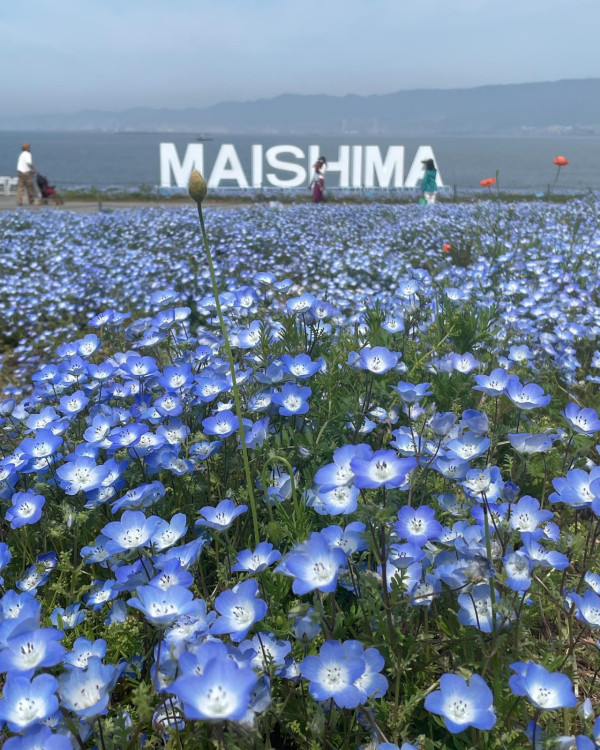 2024大阪粉蝶花祭期間限定一個月！4萬㎡夢幻粉藍花海！ 