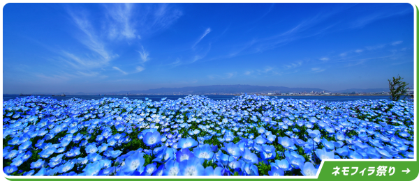 2024大阪粉蝶花祭期間限定一個月！4萬㎡夢幻粉藍花海！ 
