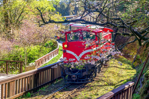 女神同行｜4大「台中自主團」優惠暢遊阿里山、日月潭！更有櫻花雪地一日遊 