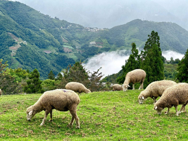 女神同行｜4大「台中自主團」優惠暢遊阿里山、日月潭！更有櫻花雪地一日遊 